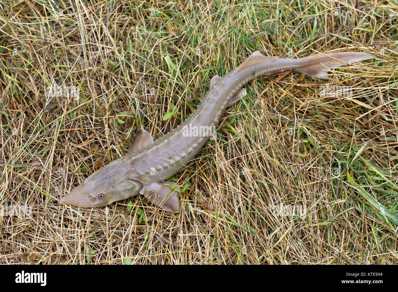 Sturgeon fish acipenser -Fotos und -Bildmaterial in hoher Auflösung – Alamy