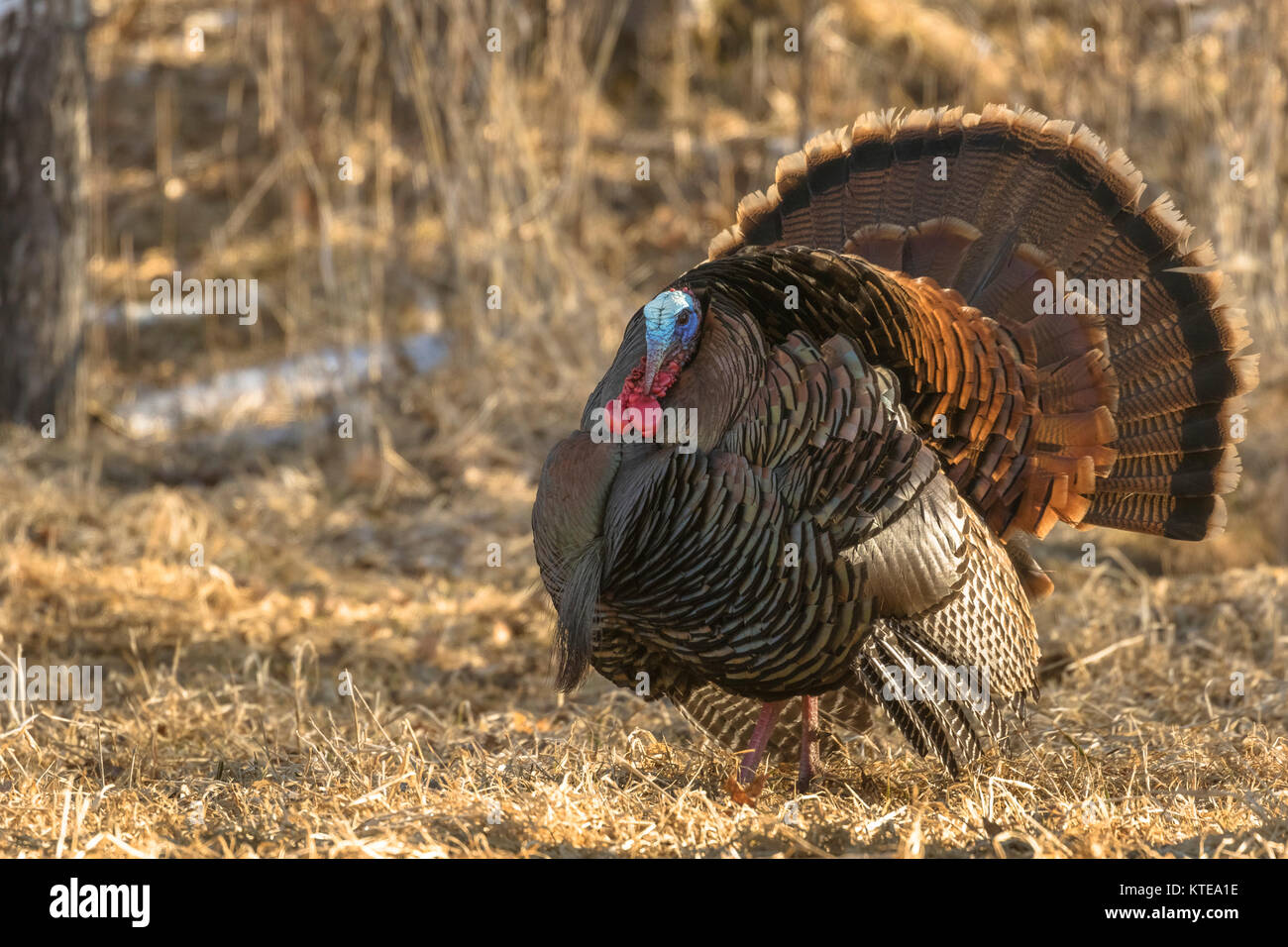Östlichen wilde Türkei strutting Stockfoto