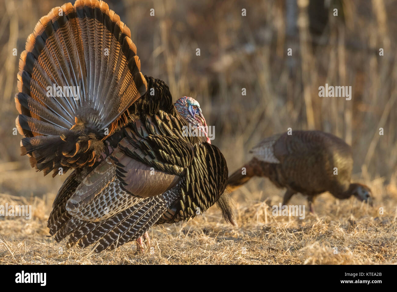 Osttürkei wild Stockfoto
