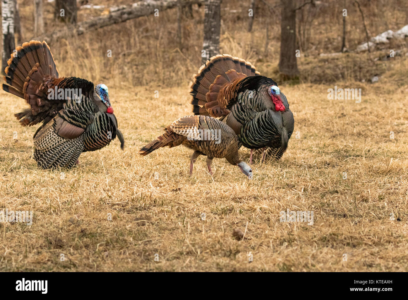 Östlichen Truthähne wild Stockfoto