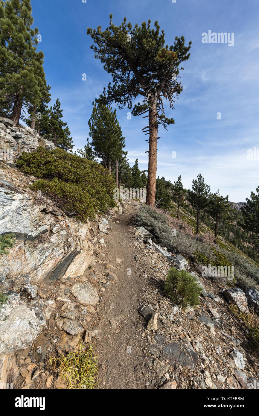Pacific Crest Trail windet sich durch die San Gabriel Mountains in der Nähe von throop Peak im Angeles National Forest über Los Angeles, Kalifornien. Stockfoto