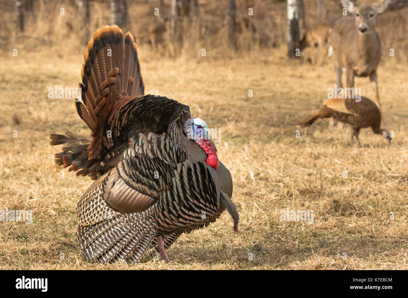 Osttürkei wild Stockfoto