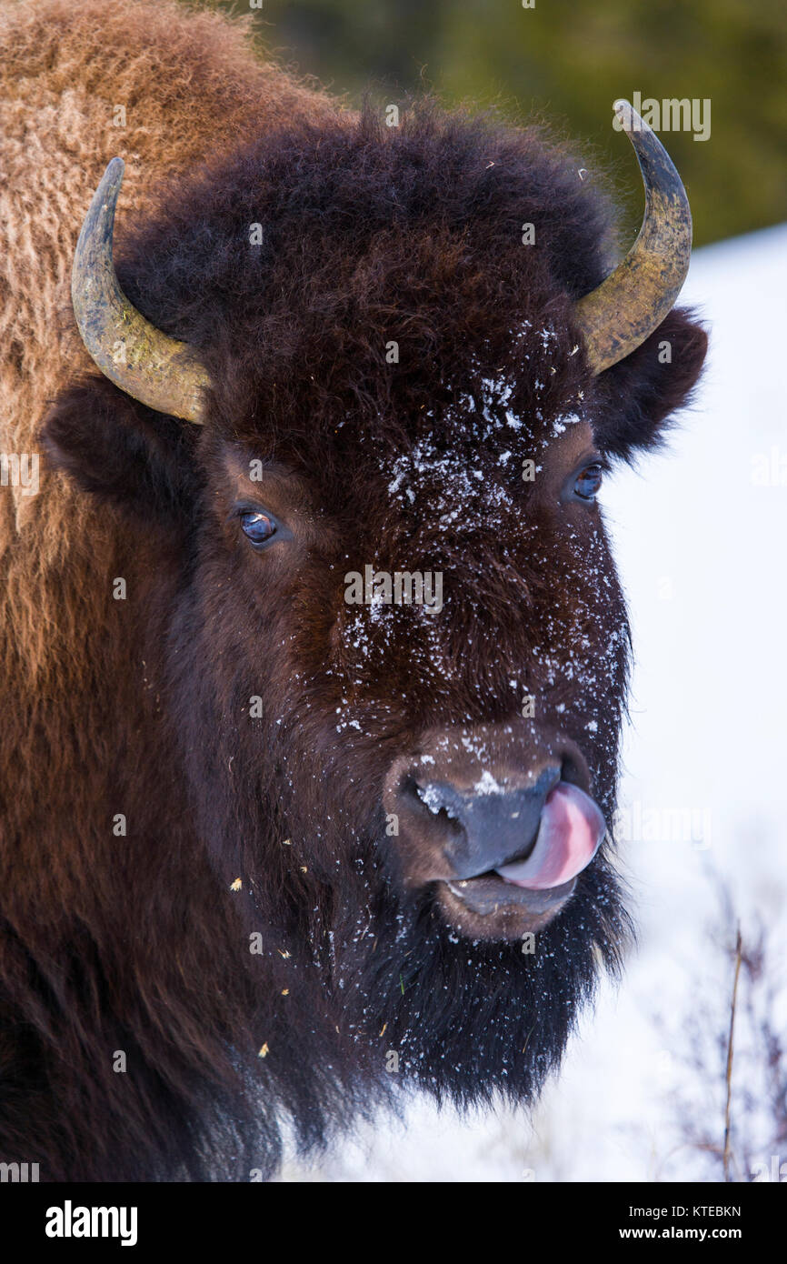 Amerikanische Bisons (Bison Bison), Yellowstone-Nationalpark, USA Stockfoto