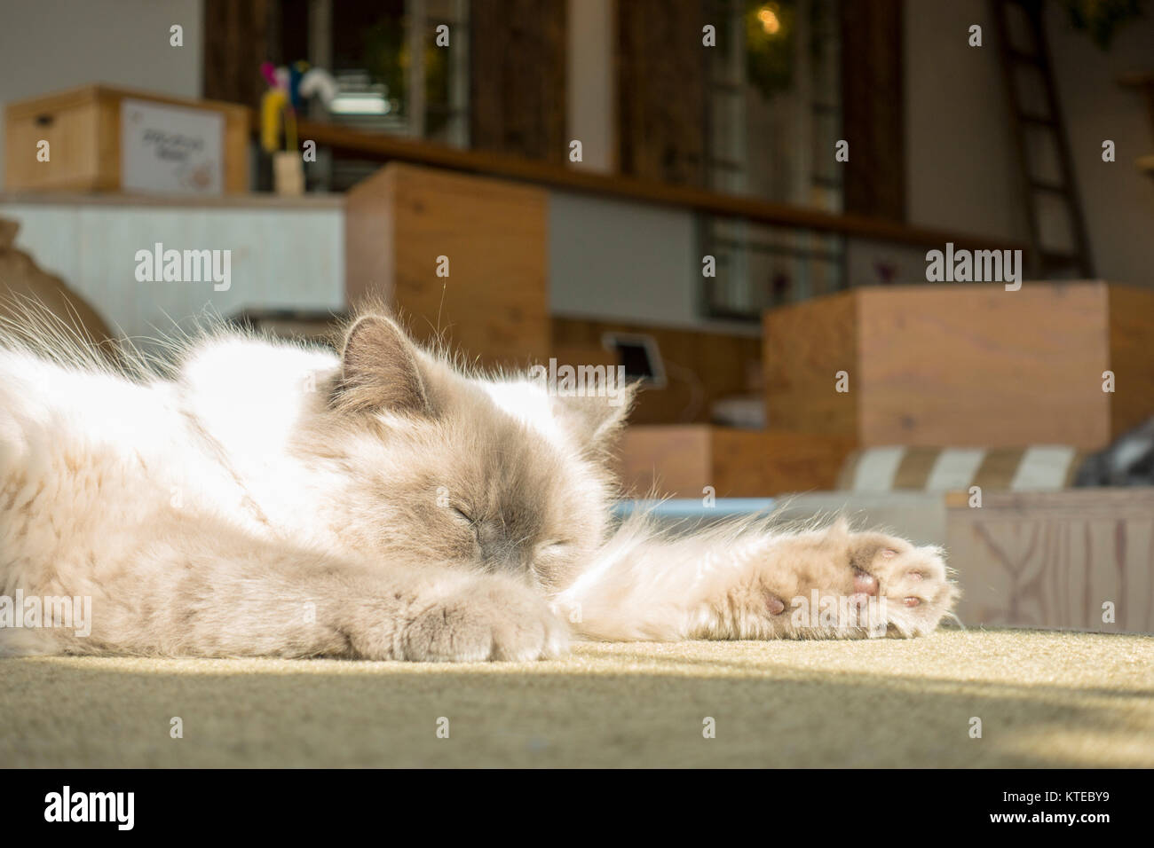 Katzen schlafen im Herbst glänzen bei Mokka Cat Cafe, Harajuku, Tokio, Japan Stockfoto