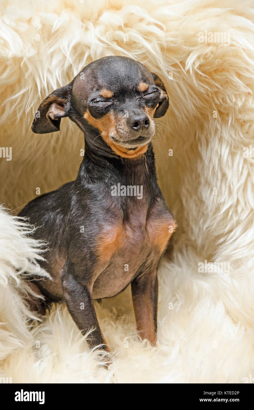 Hund Lilly eine Tasse Tee Chihuahua/Pincher Stockfoto