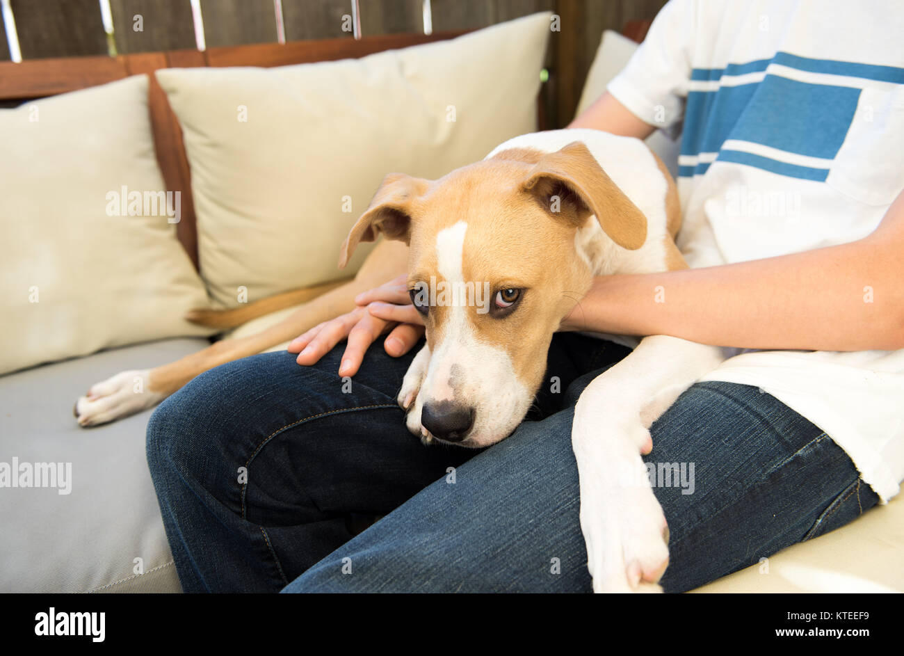 Junge Mischling Tan und weißen Hund ruht neben Owner's Schoß Stockfoto