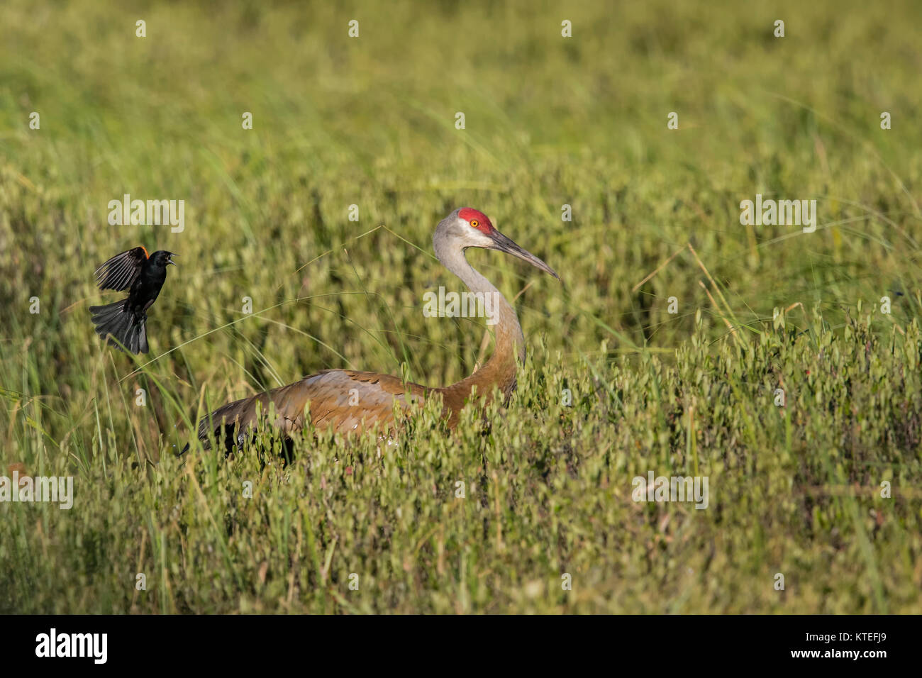 Red-winged blackbird Angreifen einer Sandhill Crane in Nordwisconsin. Stockfoto