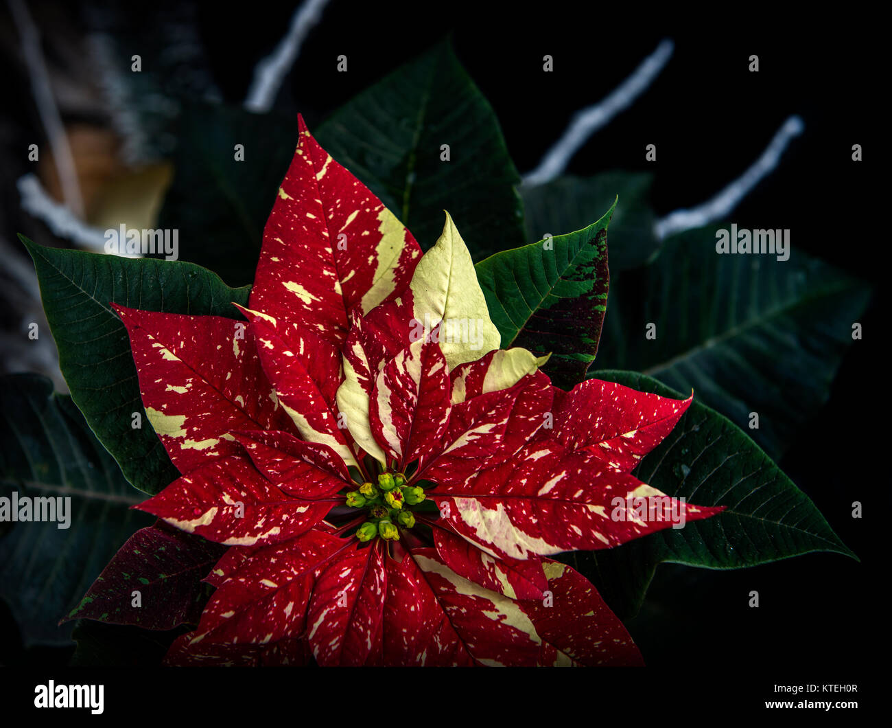 Poinsettia-Christmas Stern Blume Stockfoto