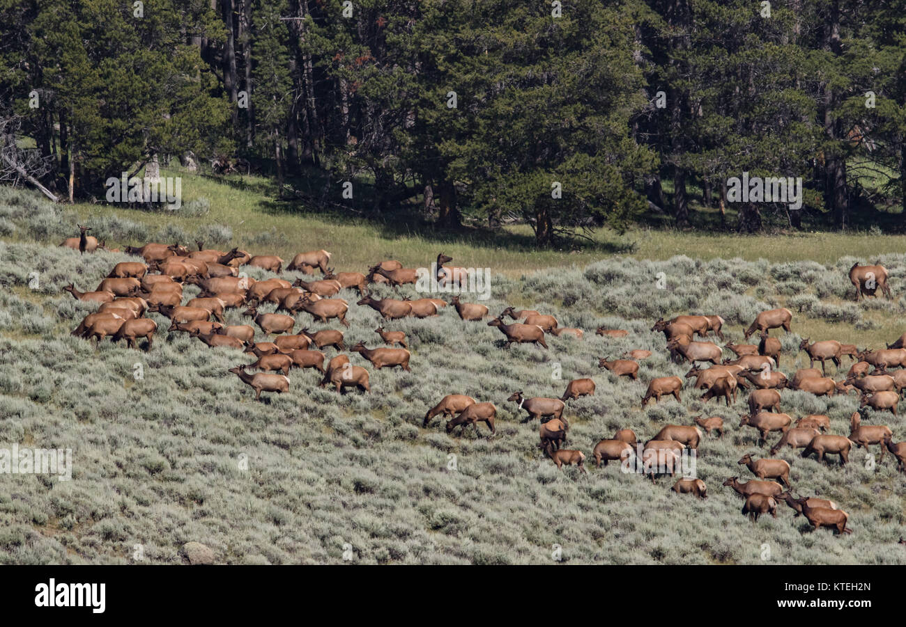 Rocky Mountain Elk Herde im Yellowstone National Park Stockfoto