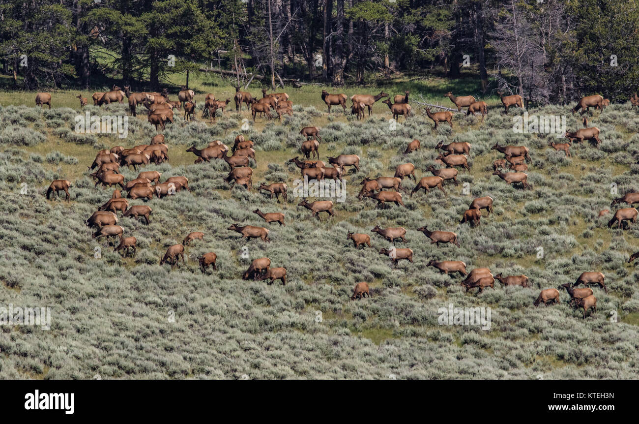 Rocky Mountain Elk Herde im Yellowstone National Park Stockfoto