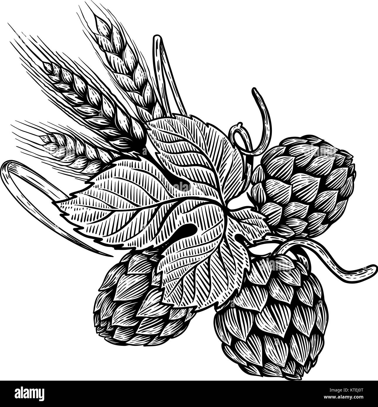 Hop Und Weizen Abbildung In Gravur Stil Design Element Fur Bier Aufkleber Poster Emblem Vector Illustration Stock Vektorgrafik Alamy