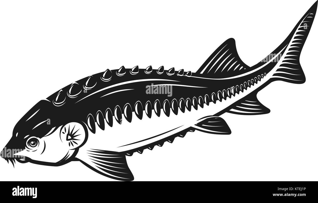 Stör fisch Symbol auf weißem Hintergrund. Design Element für Logo ...