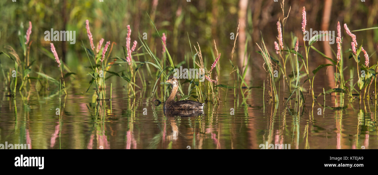 Pied – abgerechnet grebe Stockfoto