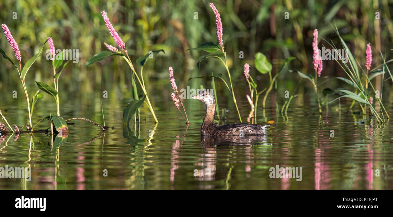 Pied – abgerechnet grebe Stockfoto