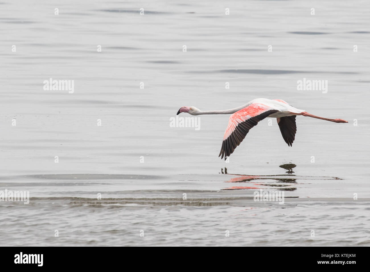 Nach mehr Flamingo über das Watt an der Lagune von Walvis Bay, Namibia fliegen Stockfoto