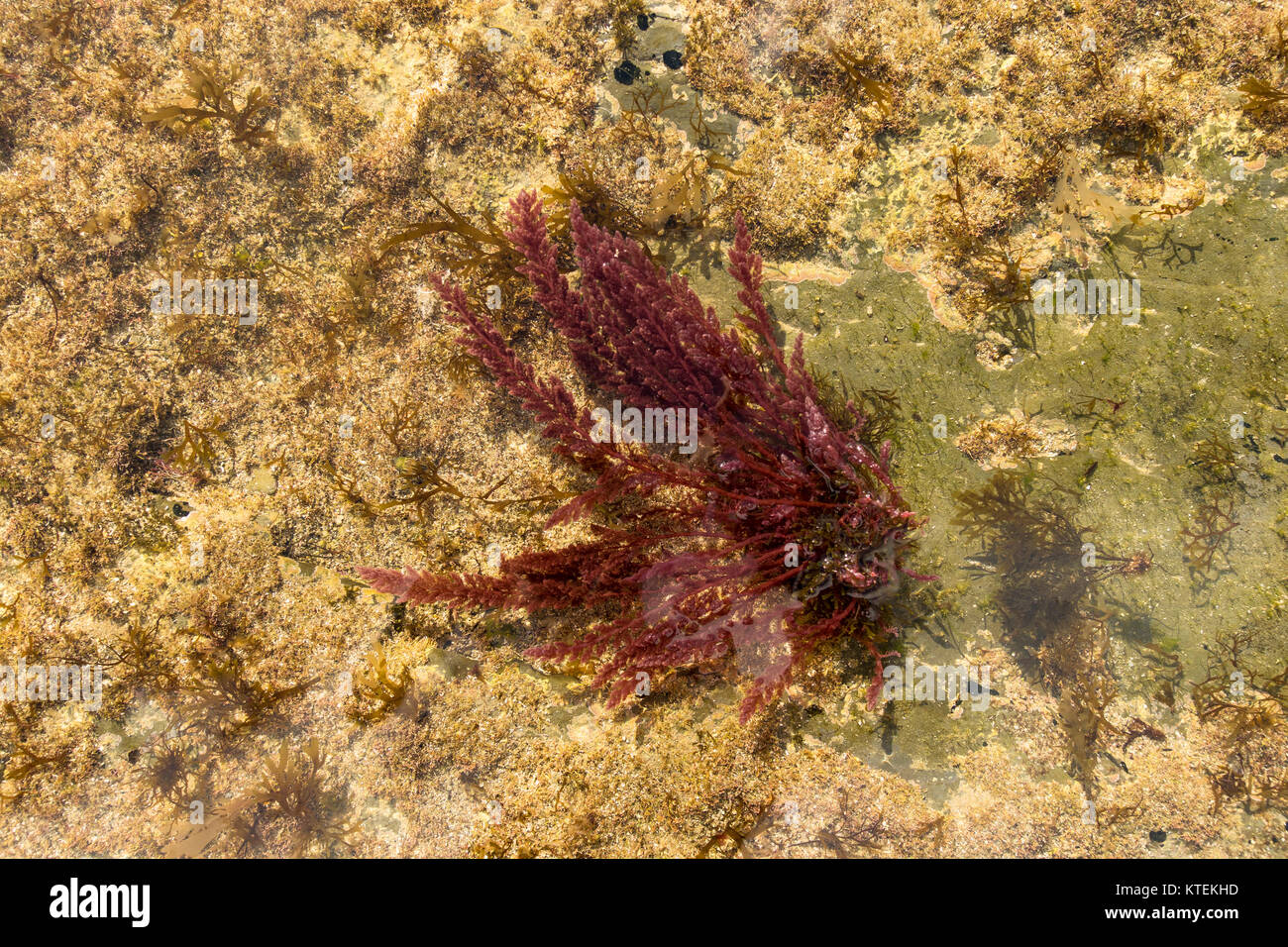 Mittelmeer roten Alge Asparagopsis taxiformis. südlichen Spanien. Stockfoto