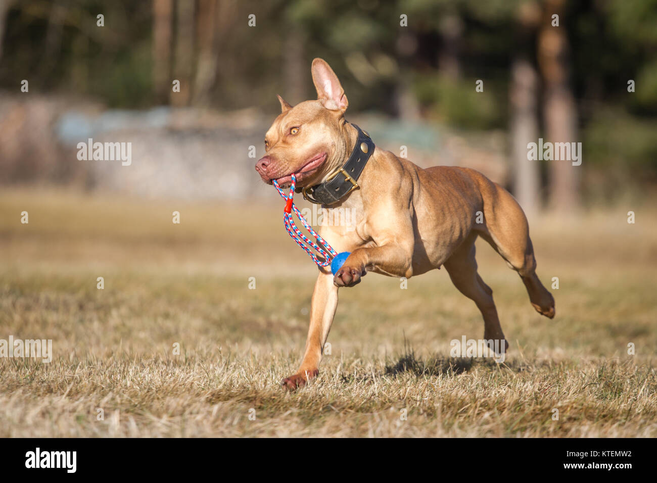 Die Pit Bulldog Abrufen eine blaue Kugel an einem sonnigen Herbsttag Stockfoto