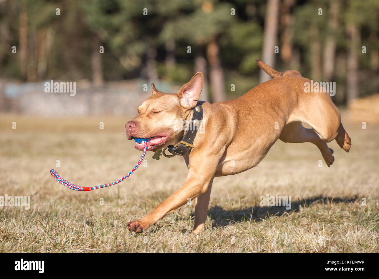 Die Pit Bulldog Abrufen eine blaue Kugel an einem sonnigen Herbsttag Stockfoto