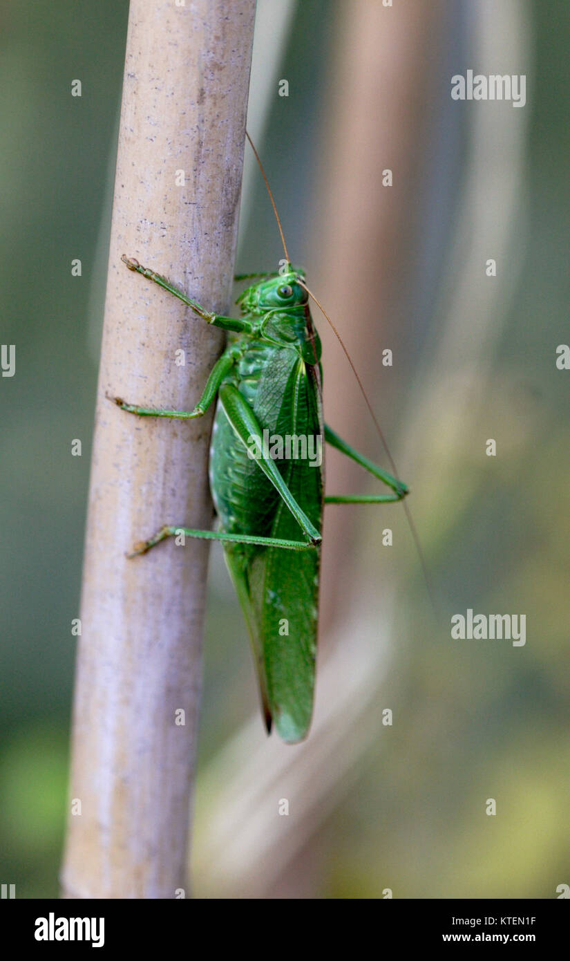 TETTIGONIIDAE 2011 auf einem Ast im Garten Stockfoto