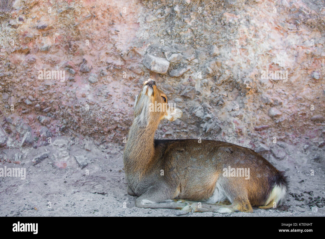 Schönes baby Deer in der Nähe auf dem Boden Stockfoto