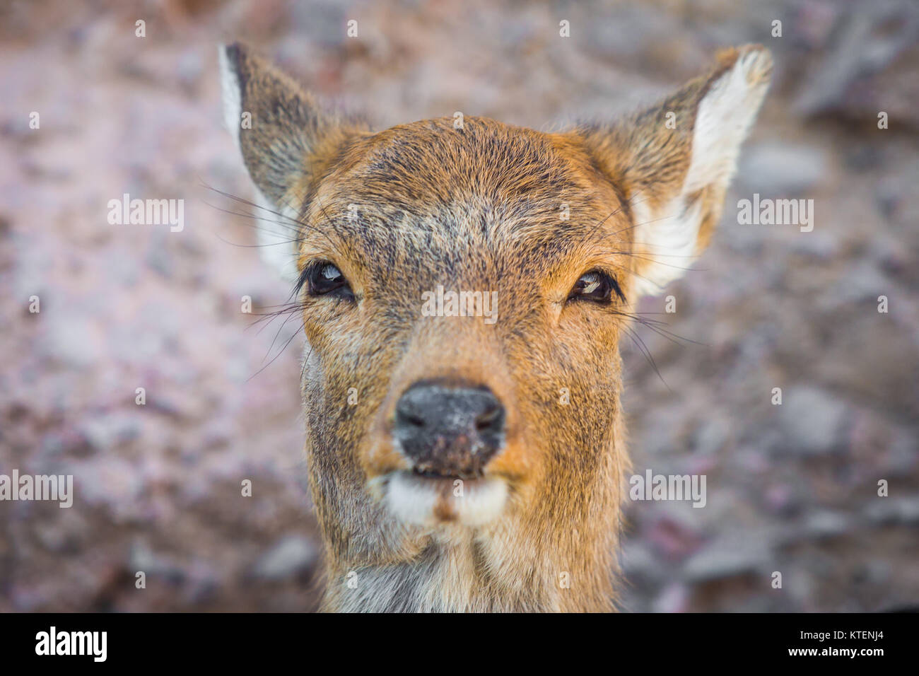 Schönes baby Deer in der Nähe auf dem Boden Stockfoto