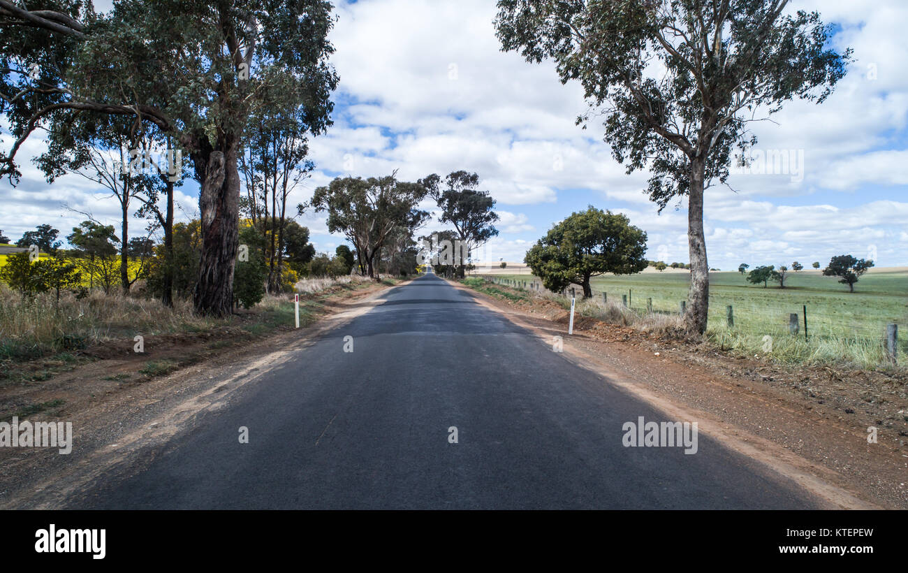 Gerade ländliche Country Road mit Eukalyptusbäumen gesäumt von Feldern neben Raps Stockfoto