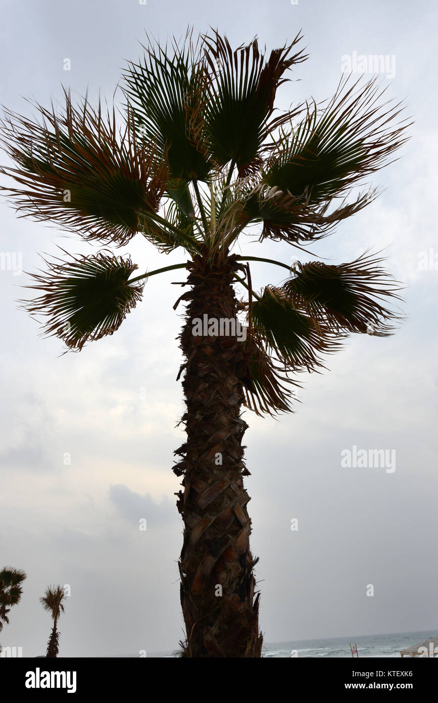 Palm Tree an stürmischen Tag grau in der Nähe von Meer in Bat Yam Israel Stockfoto