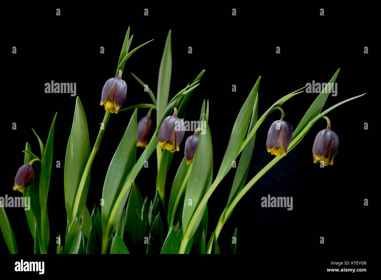 Es gibt etwa 100 bis 130 Arten von knollenpflanzen in der Familie Liliaceae, beheimatet in gemäßigten Regionen der nördlichen Hemisphäre, insbesondere die M Stockfoto