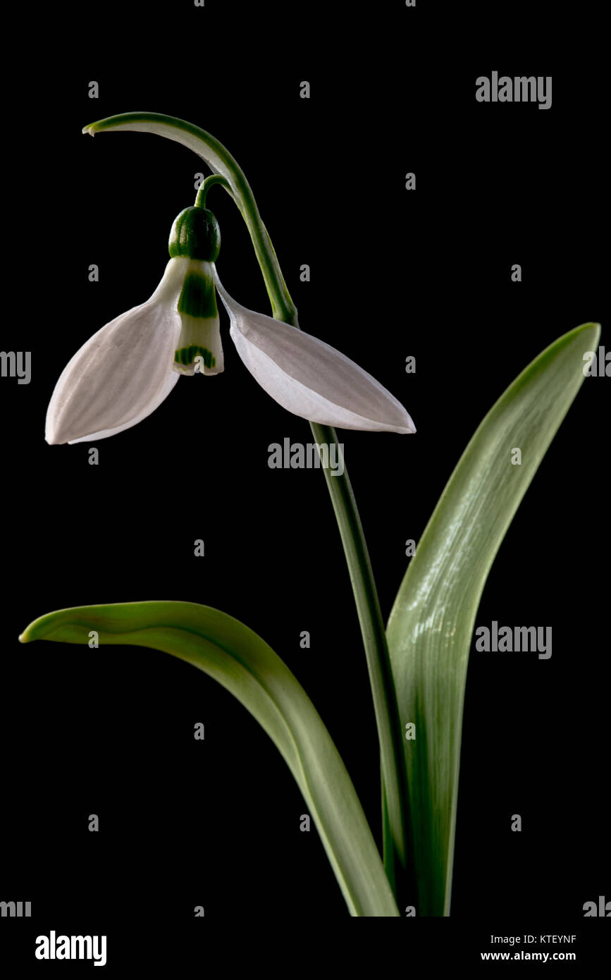 Schneeglöckchen (Galanthus) ist eine Gattung von über 20 Arten von