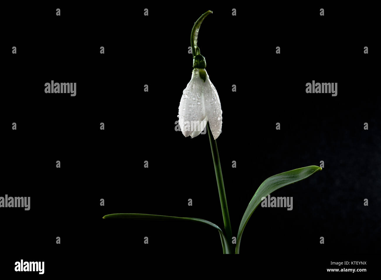 schneeglockchen-galanthus-ist-eine-gattung-von-uber-20-arten-von-bauchigen-ausdauernde-krautige-pflanzen-in-der-familie-der-amaryllidaceae-kteynx Geschichte Uber Schneeglockchen