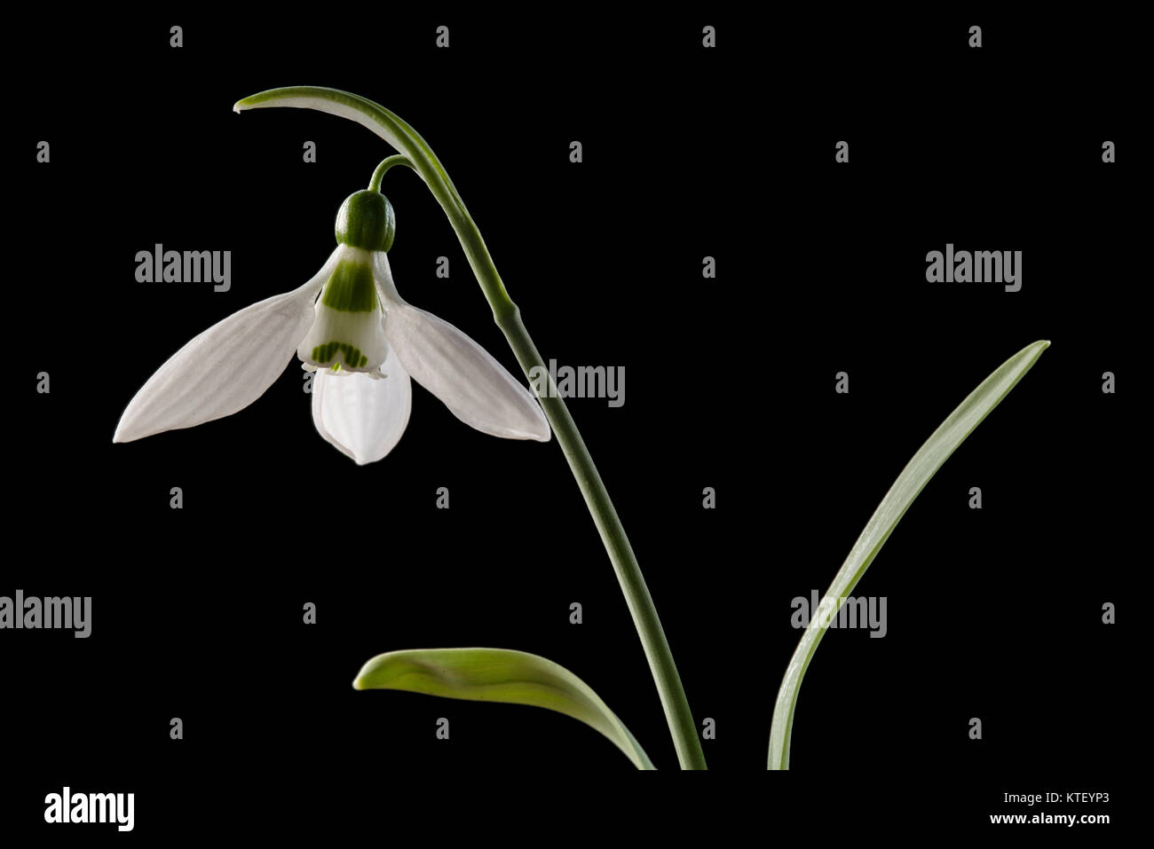 Schneeglöckchen (Galanthus) ist eine Gattung von über 20 Arten von