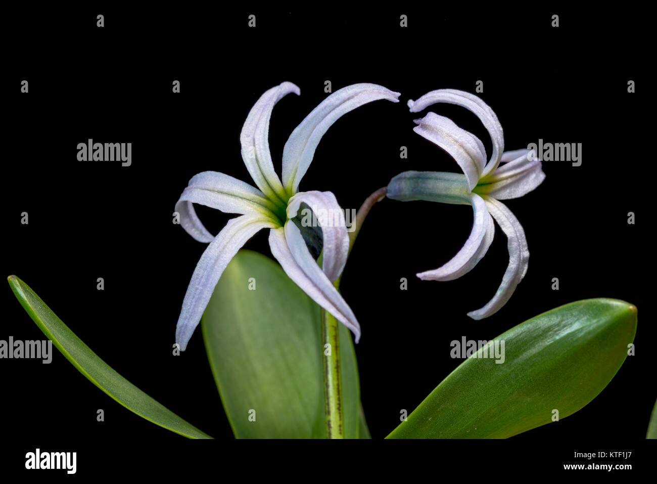 Hyacinthus ist eine Gattung der bauchigen, duftender Blütenpflanzen in der Familie Asparagaceae, unterfamilie Scilloideae. Diese allgemein hyazinthe aufgerufen werden Stockfoto