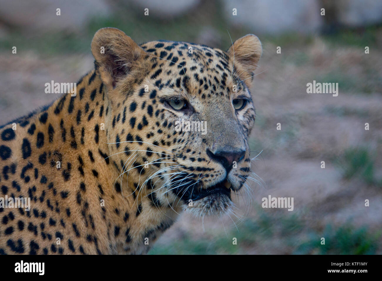 Closeup Portrait der Indische Leopard (Panthera pardus fusca) Stockfoto