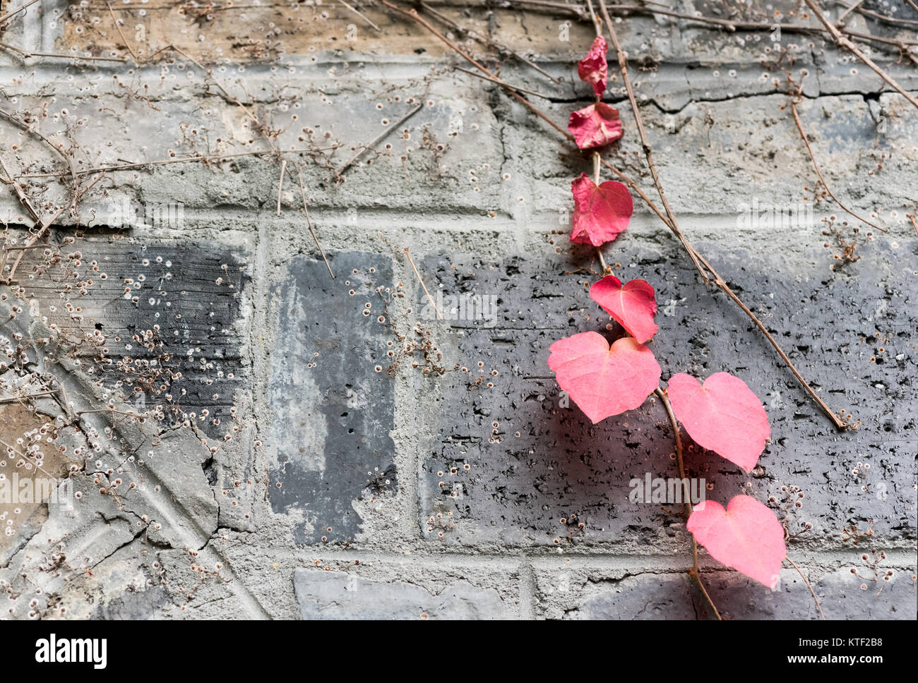 Herzförmige rote Blätter an die Wand Stockfoto