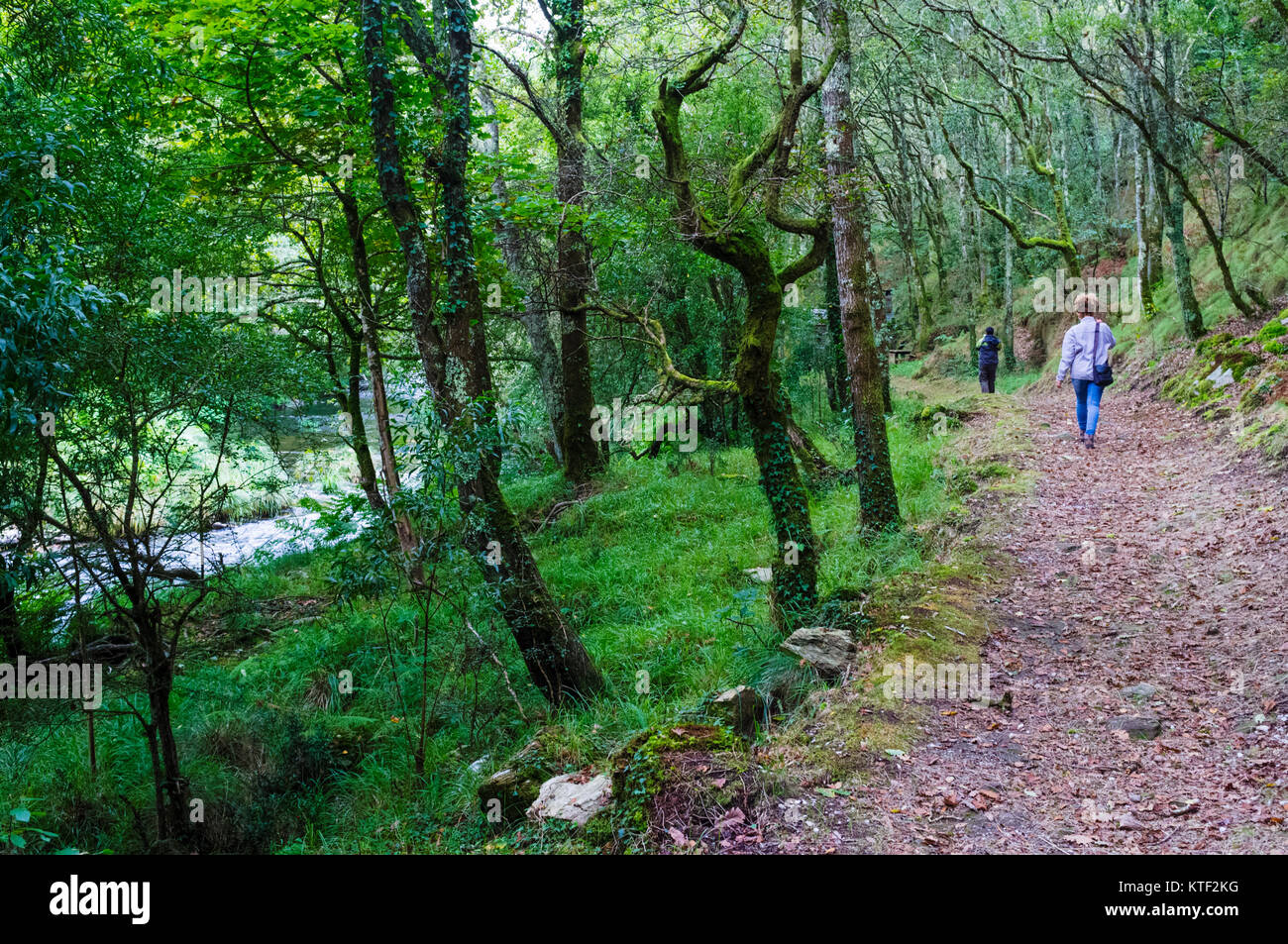 Eine Frau geht auf einem Pfad durch einen dichten Galizischen native Wald durch den Fluss Sor. Mañon, Provinz A Coruña, Galicien, Spanien, Europa Stockfoto