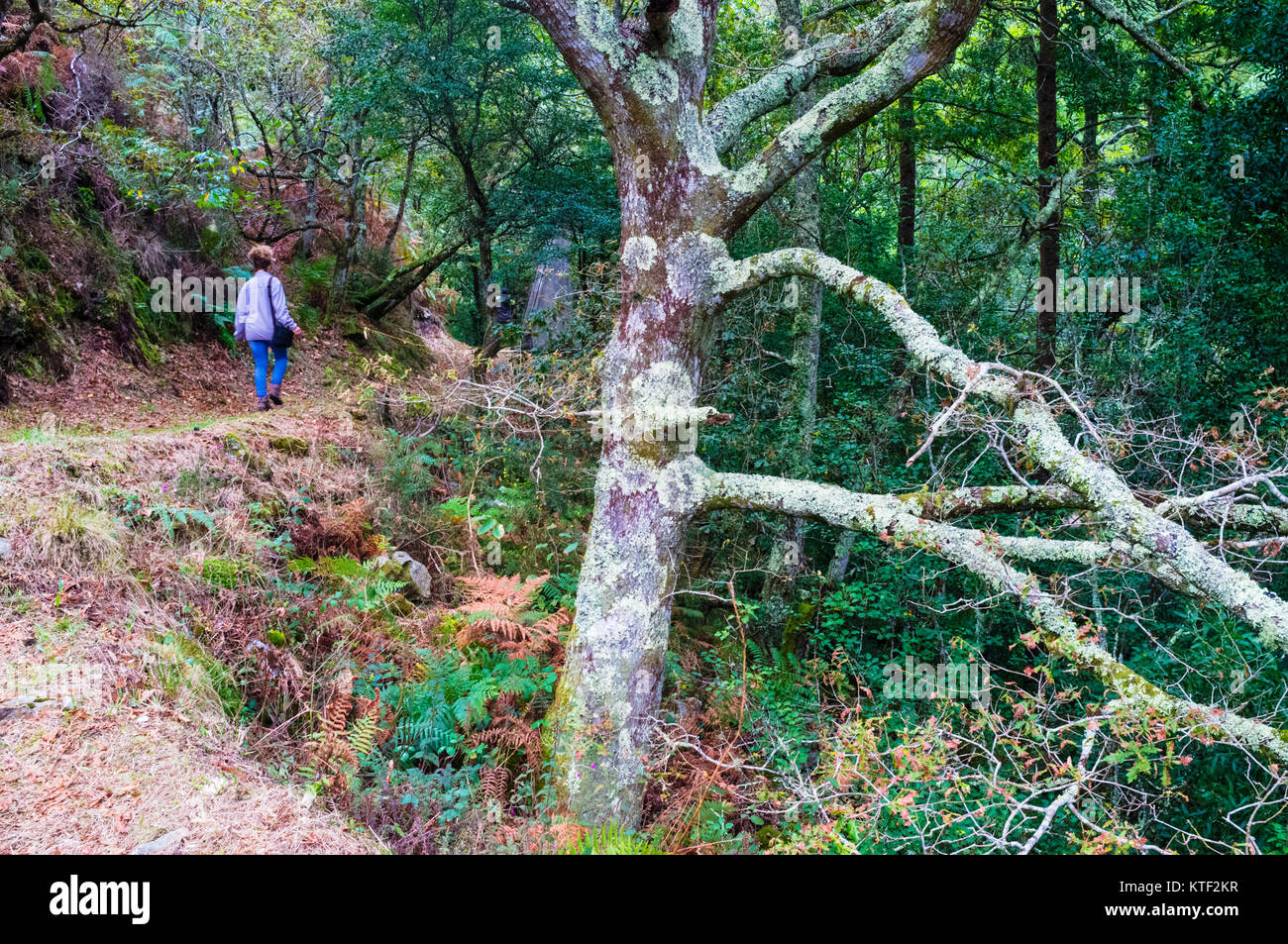 Eine Frau geht auf einem Pfad durch einen dichten Galizischen native Wald durch den Fluss Sor. Mañon, Provinz A Coruña, Galicien, Spanien, Europa Stockfoto