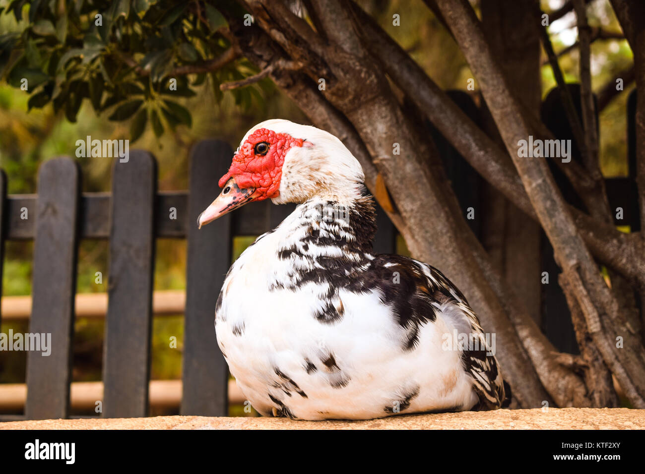 Roter Kopf Ente, Cairina moschata, die sehr ruhig und abseits der Suche Stockfoto