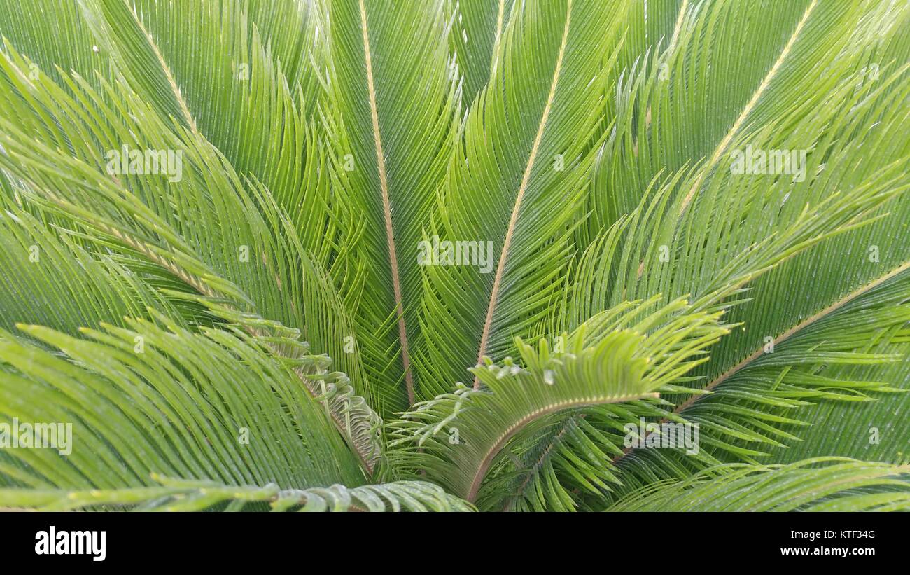 Cycas revoluta, Sago Palm, King Sago, Sago cycad, Sago Palmblättern. Stockfoto