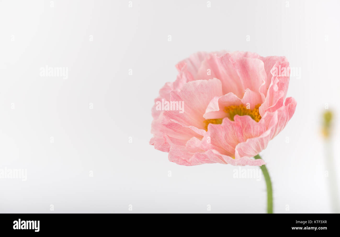 Rosa Mohnblüte auf weißem Hintergrund Stockfoto