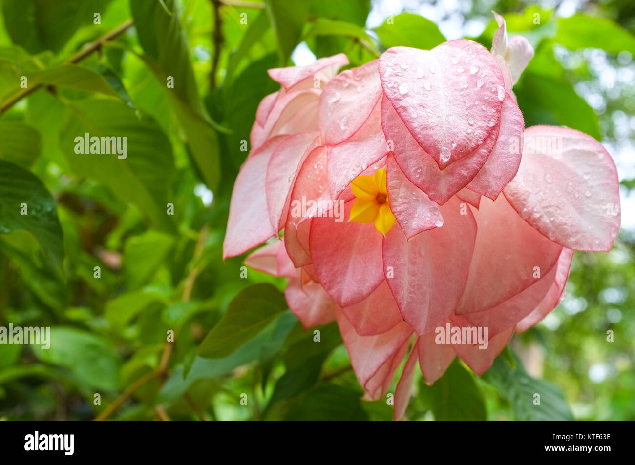Mussaenda Dona Hilaria auch als Mussaenda erythrophylla Queen Sirikit, in dem George Brown Botanic Gardens in Darwin, Northern Territory Australien bekannt Stockfoto