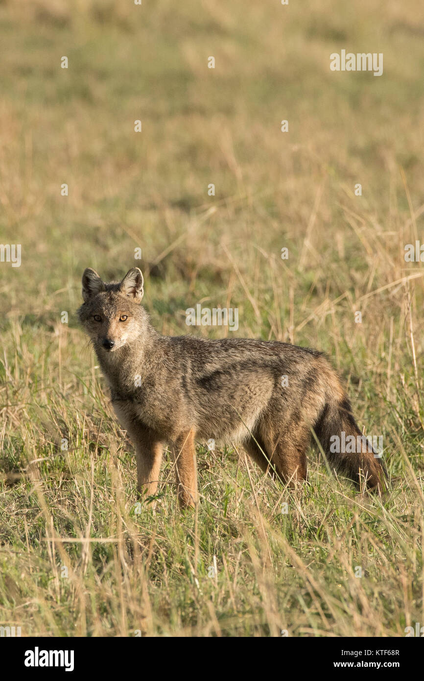 Seite gestreift Schakal (Canis adustus) Stockfoto