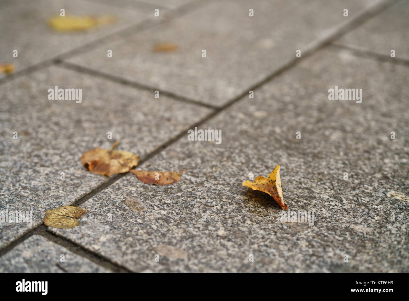 Blätter im Herbst auf alten Steinboden Hintergrund Stockfoto