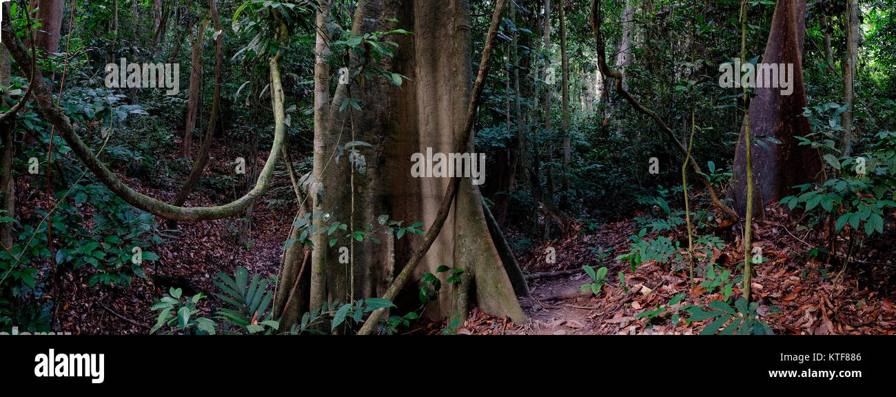 Panorama Foto der Dschungel Taman Negara National Park in Malaysia Stockfoto