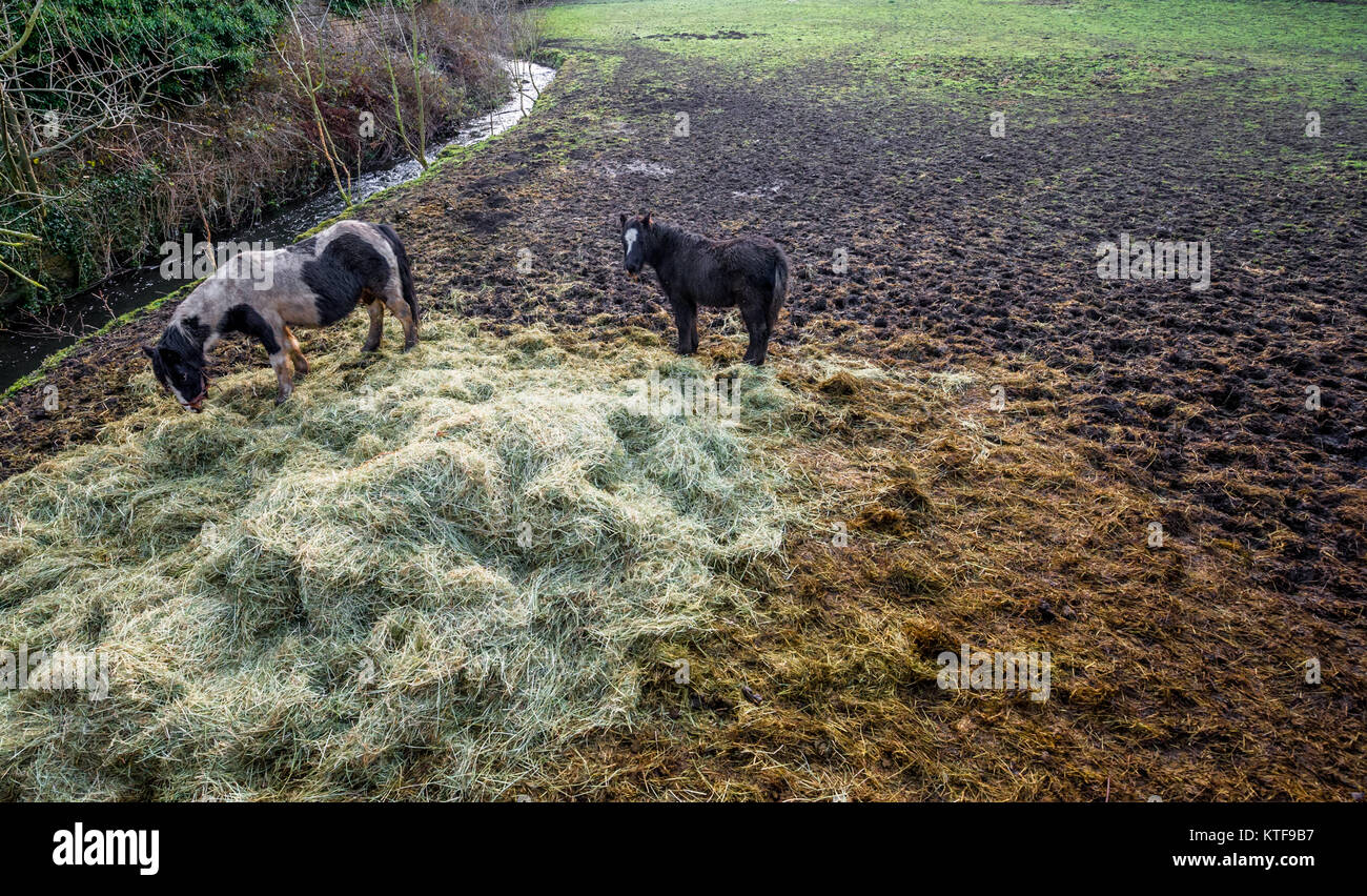 Vernachlässigte Stute und Ihr Fohlen essen Heu in ein schlammiges Feld. Stockfoto