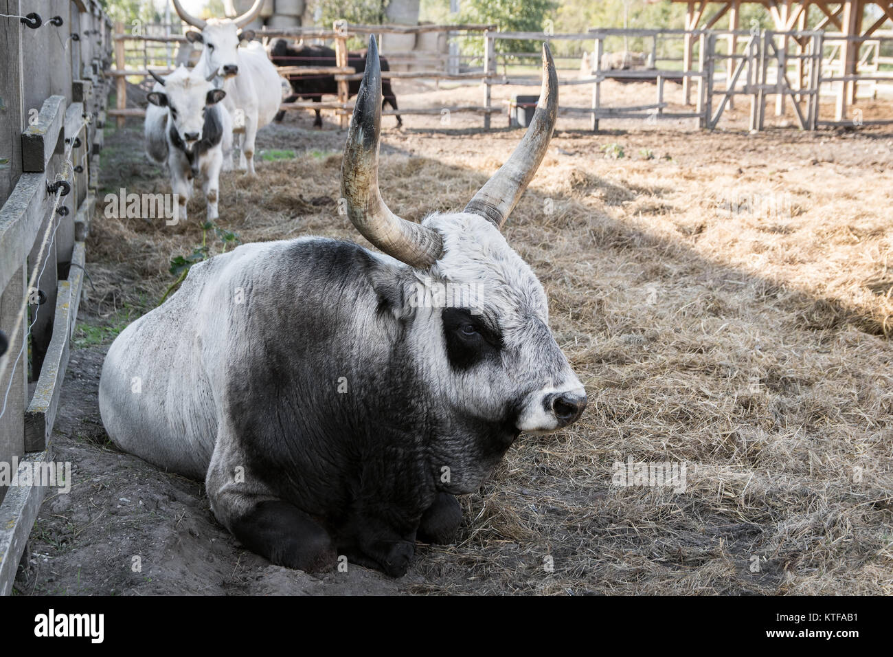 Ungarische Steppenrinder Stier mit Kuh und Kalb, Ungarn Stockfoto