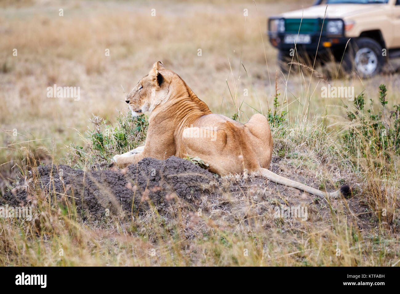 Löwin (Panthera leo) Festlegung auf einem Hügel des Bodens in der Savanne Wiesen mit einem Fahrzeug in der Nähe Safari in der Masai Mara, Kenia Stockfoto