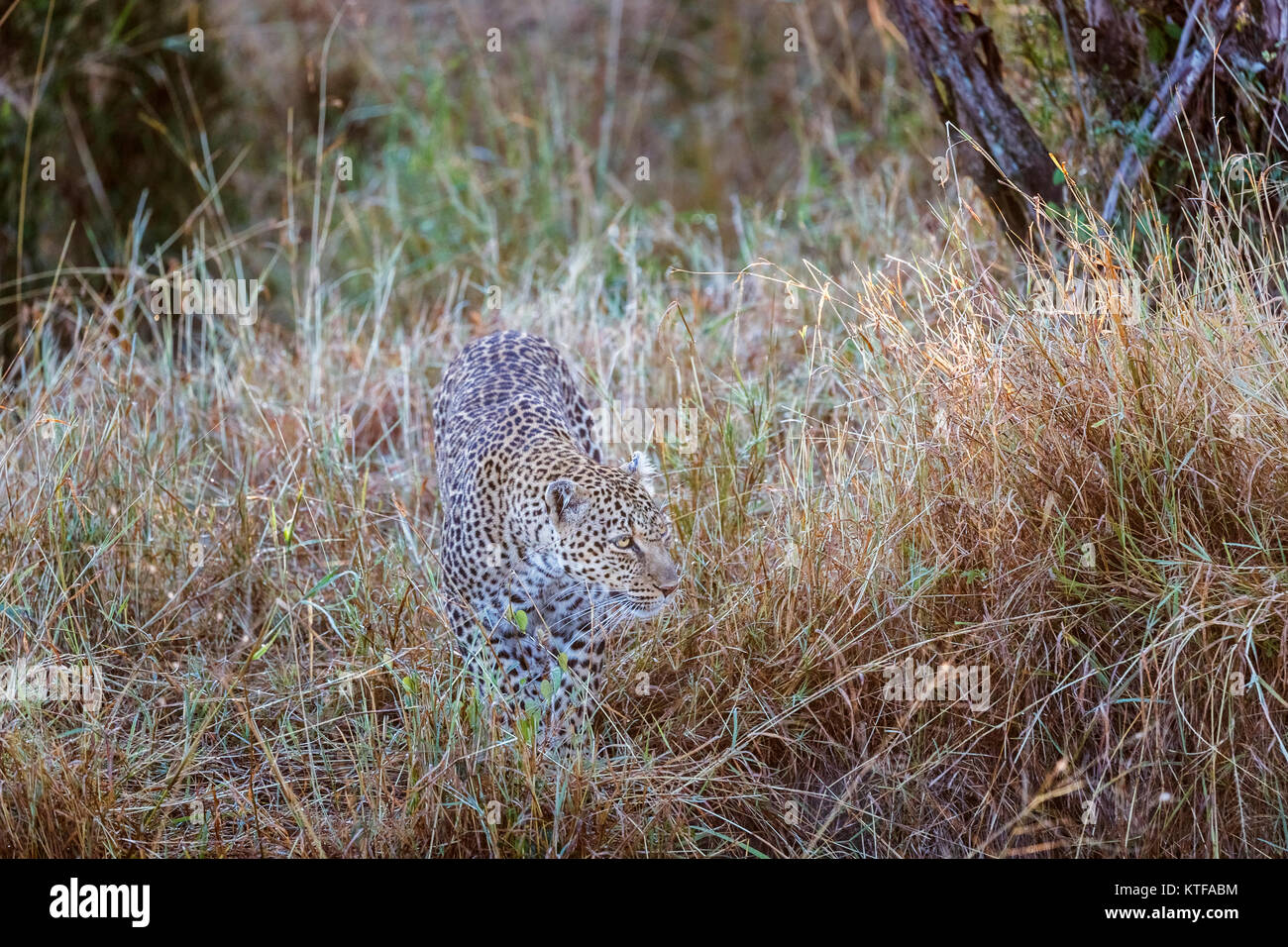 Erwachsene Frau Leopard (Panthera pardus) Herumstreichen in langen Gras, von Ihrem gefleckten Fell getarnt Verstecken, Masai Mara, Kenia Stockfoto