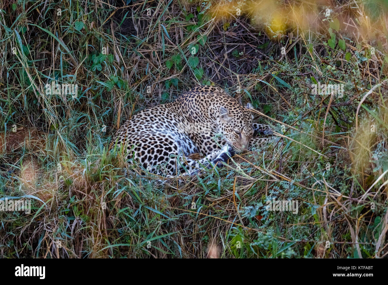 Erwachsene Frau Leopard (Panthera pardus) eingerollt schlafend, Dösend im Unterholz, Masai Mara, Kenia Stockfoto