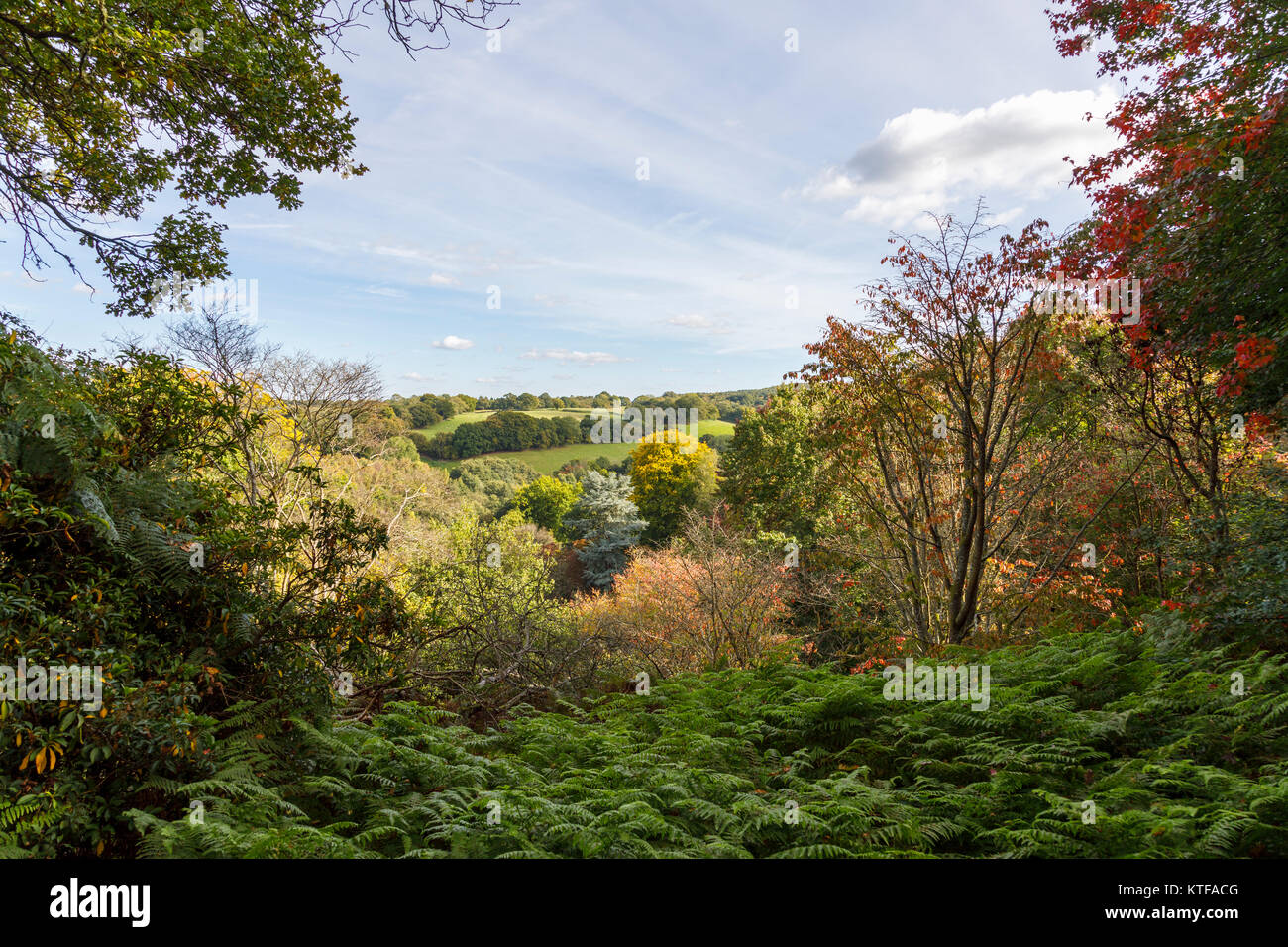 Blick über Surrey Hills Gebiet von herausragender nationaler Schönheit an einem klaren Sonnentag im Herbst mit blauem Himmel und Wolken whispy Stockfoto