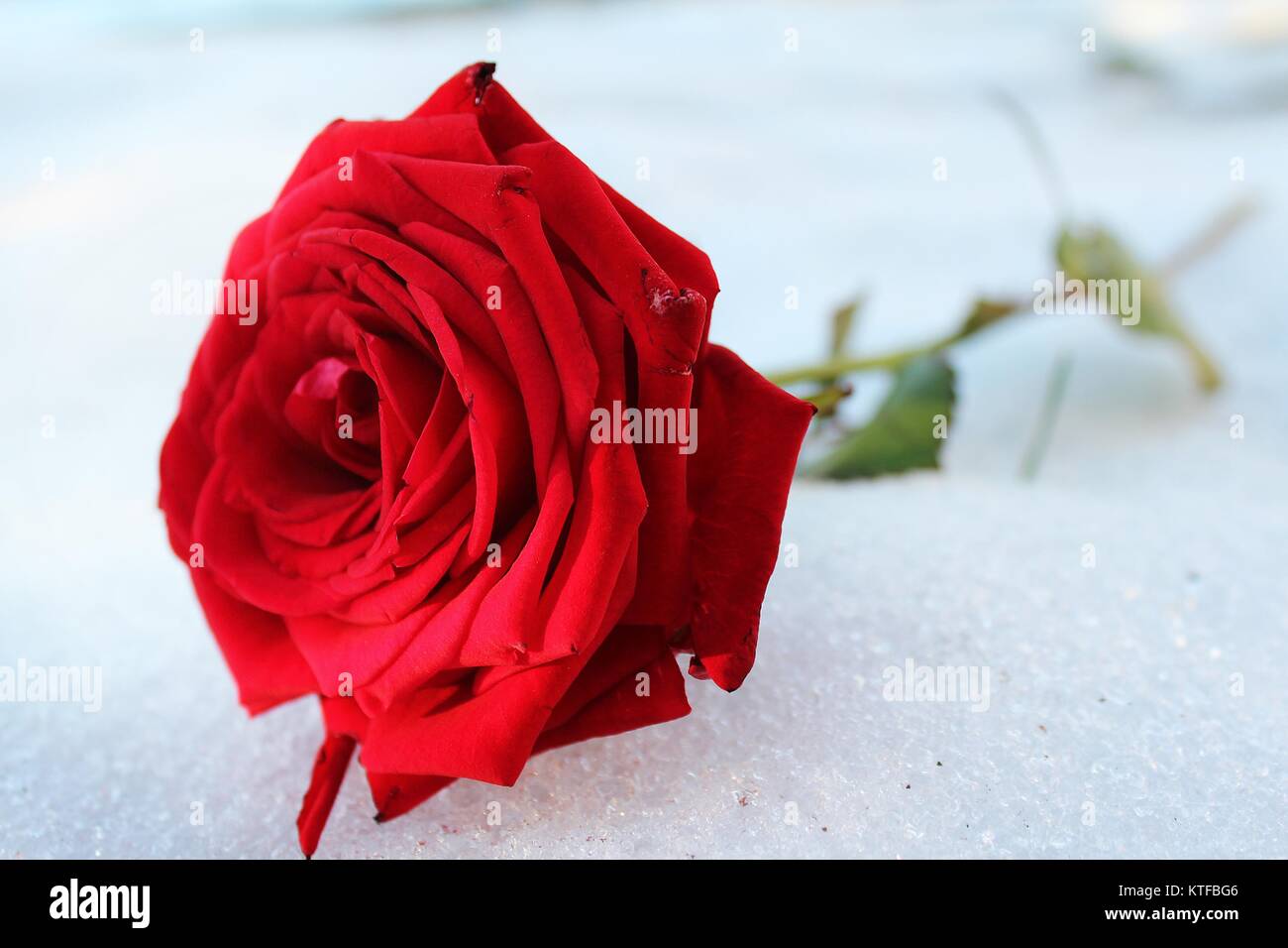 Red Rose auf weißem Schnee im Winter Zeit im Garten kalt aber bunt warme Gefühl machen und schön im Herzen Stockfoto